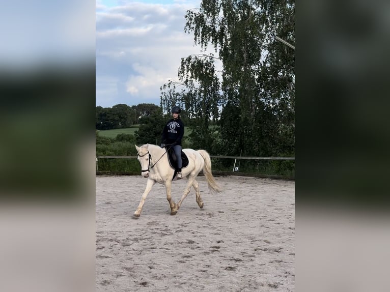 Connemara Caballo castrado 15 años 152 cm Cremello in Cadolzburg