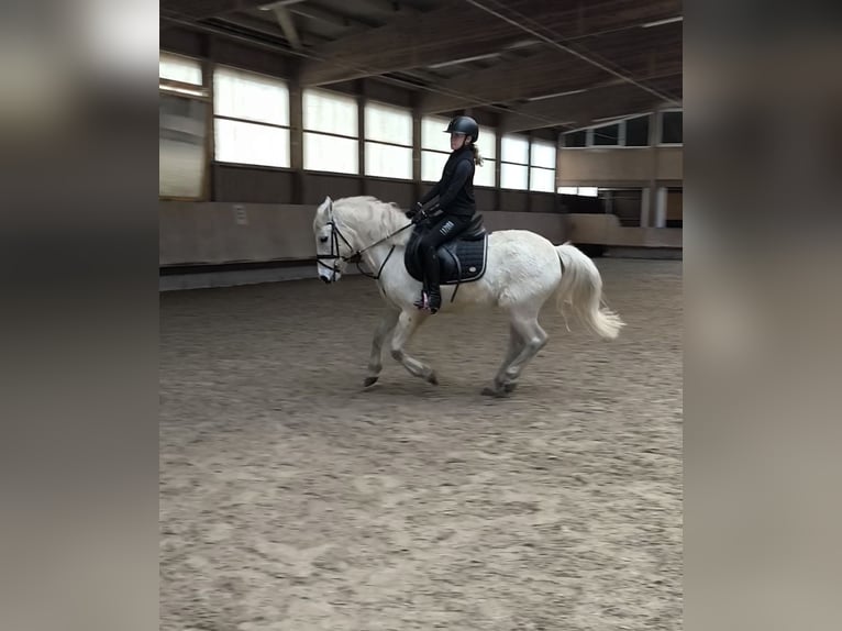 Connemara Caballo castrado 16 años 142 cm Tordo in Herxheim bei Landau/Pfalz