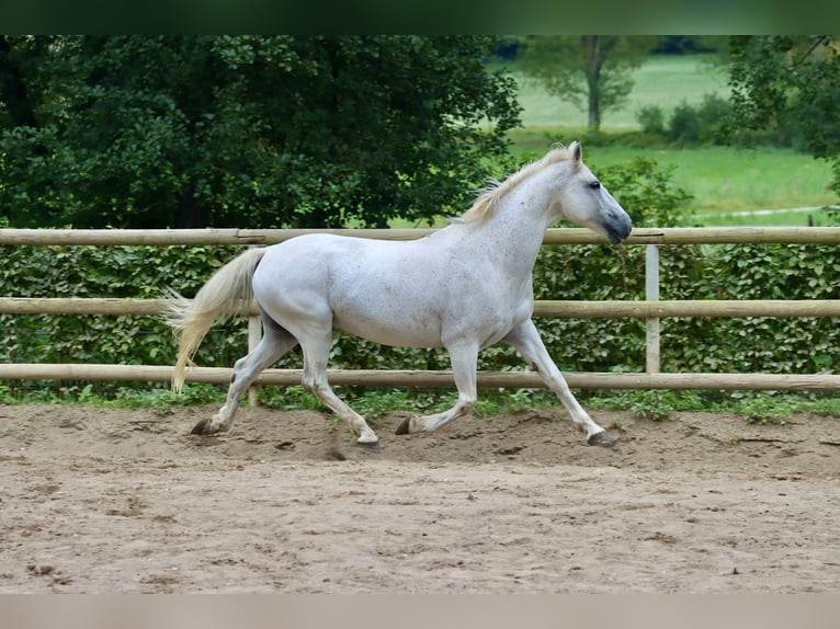 Connemara Caballo castrado 16 años 146 cm Tordo in Greding