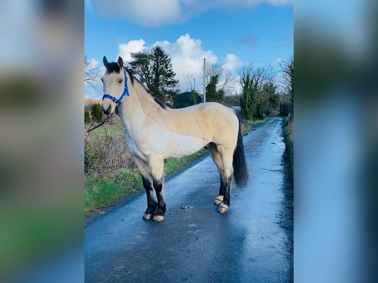 Connemara Caballo castrado 16 años 148 cm Bayo in Sligo