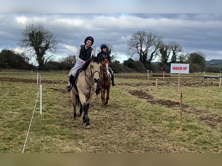 Connemara Caballo castrado 16 años 148 cm Bayo in Sligo