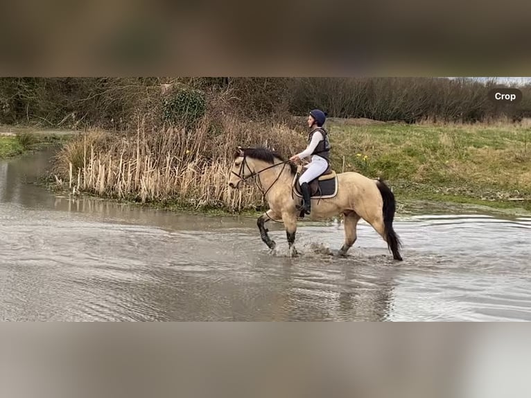 Connemara Caballo castrado 16 años 148 cm Bayo in Sligo