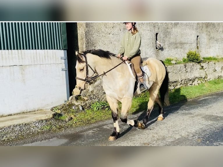 Connemara Caballo castrado 16 años 148 cm Bayo in Sligo