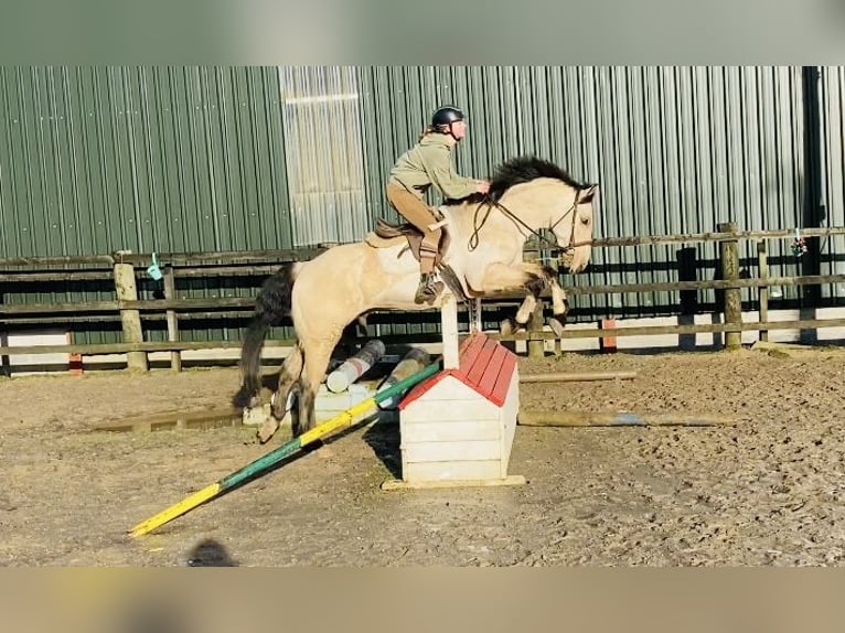 Connemara Caballo castrado 16 años 148 cm Bayo in Sligo