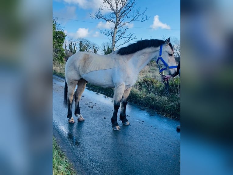 Connemara Caballo castrado 16 años 148 cm Bayo in Sligo