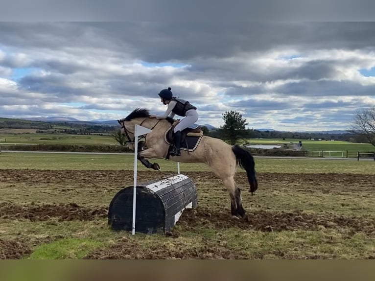 Connemara Caballo castrado 16 años 148 cm Bayo in Sligo