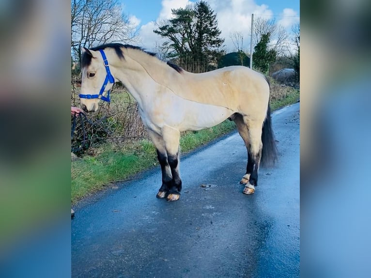 Connemara Caballo castrado 16 años 148 cm Bayo in Sligo