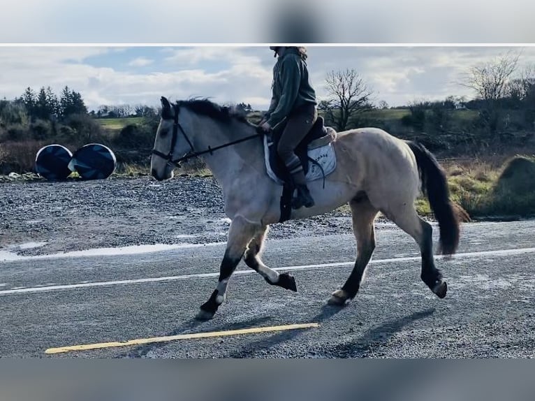 Connemara Caballo castrado 16 años 148 cm Bayo in Sligo