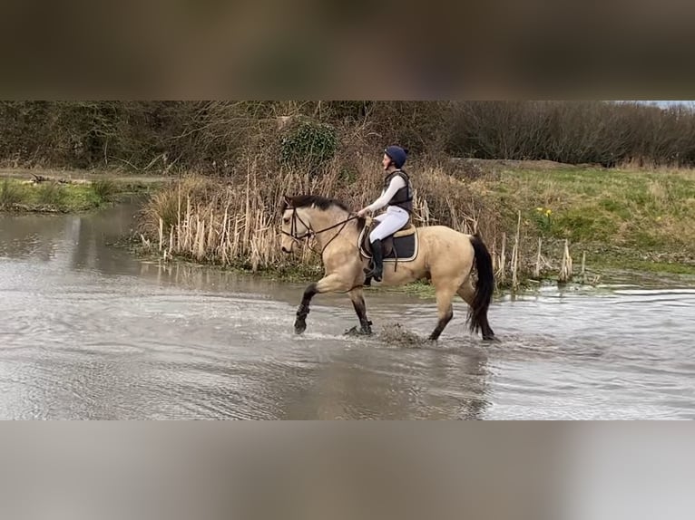 Connemara Caballo castrado 16 años 148 cm Bayo in Sligo