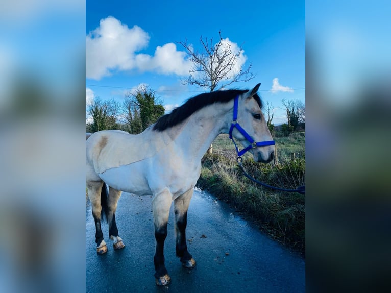 Connemara Caballo castrado 16 años 148 cm Bayo in Sligo