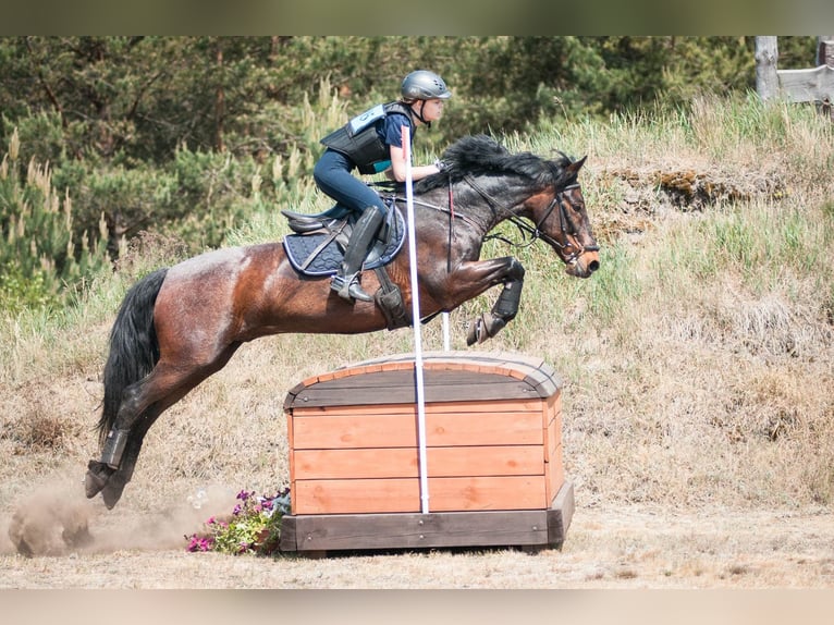 Connemara Caballo castrado 16 años 149 cm Morcillo in Kobyłka