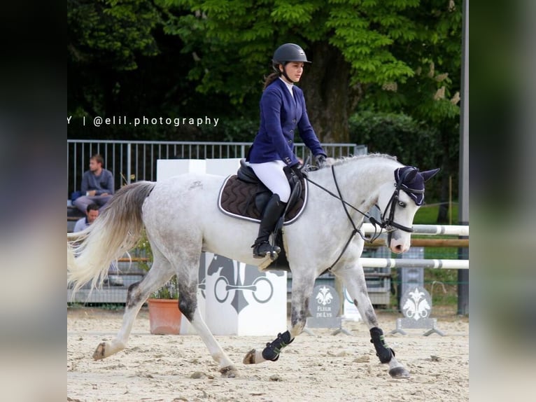 Connemara Caballo castrado 16 años 150 cm in Fontenilles