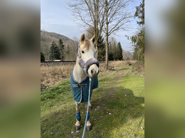 Connemara Mestizo Caballo castrado 16 años 150 cm Tordo in Bingen am Rhein