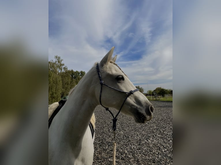 Connemara Mestizo Caballo castrado 16 años 150 cm Tordo in Bingen am Rhein