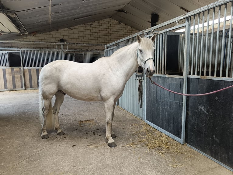 Connemara Caballo castrado 16 años 158 cm in Brecht