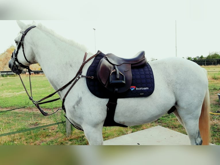 Connemara Caballo castrado 17 años 147 cm White/Blanco in Turnhout