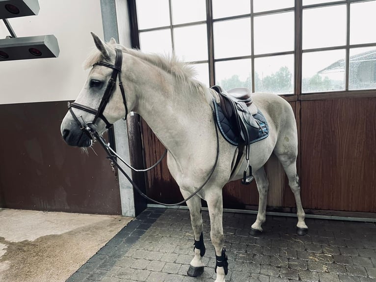 Connemara Caballo castrado 17 años 147 cm White/Blanco in Turnhout