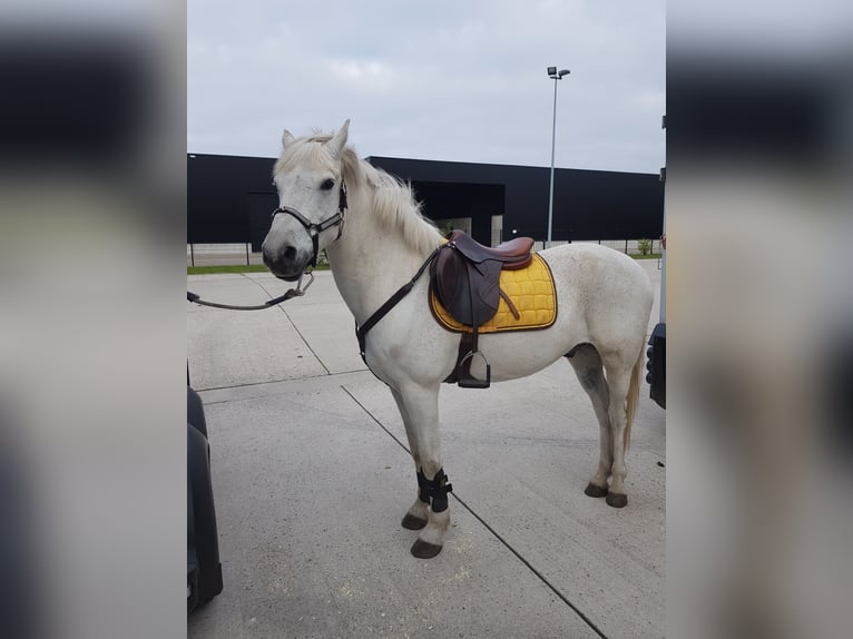 Connemara Caballo castrado 17 años 147 cm White/Blanco in Turnhout