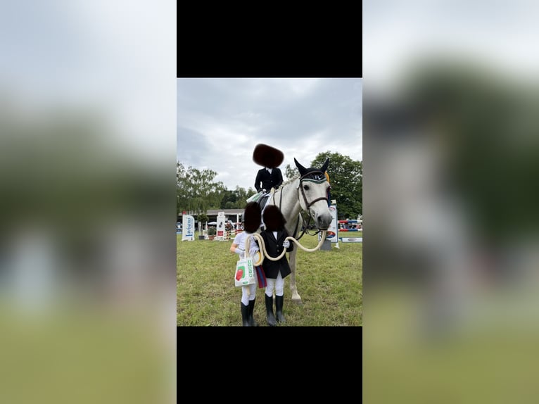 Connemara Caballo castrado 19 años 145 cm Tordo rodado in Denzlingen