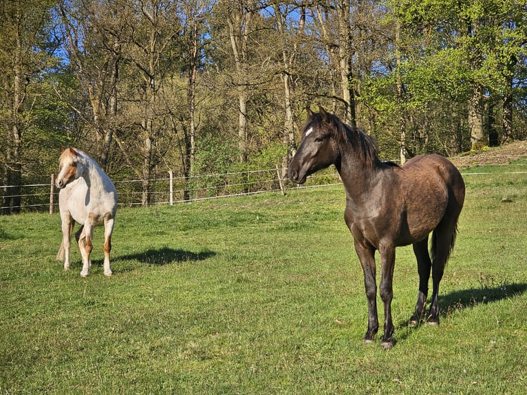 Connemara Caballo castrado 1 año 148 cm Bayo in Wald-Michelbach