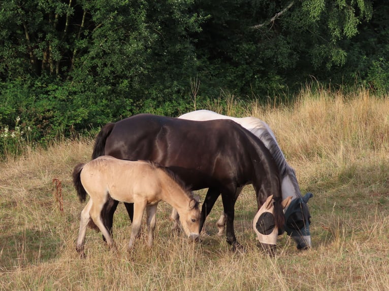 Connemara Caballo castrado 1 año 148 cm Buckskin/Bayo in Wald-Michelbach