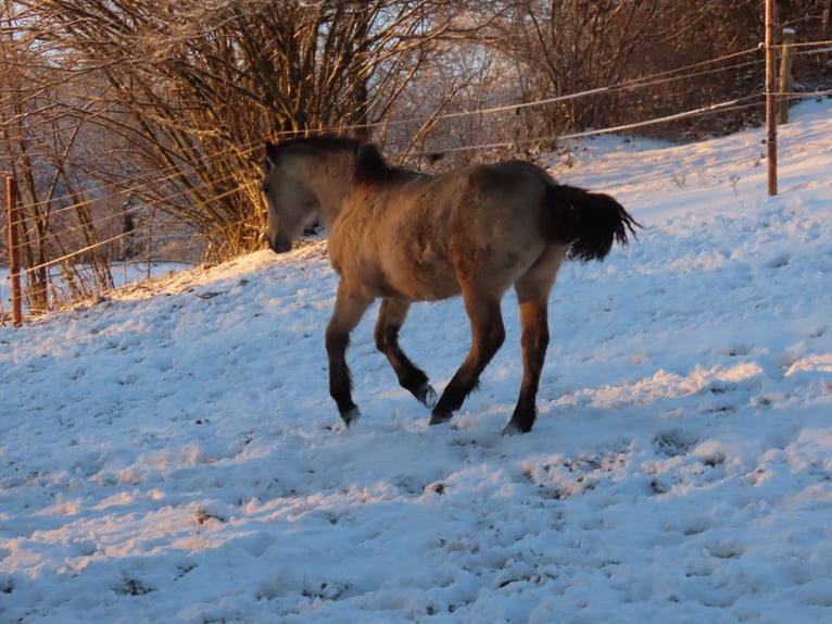Connemara Caballo castrado 1 año 148 cm Buckskin/Bayo in Wald-Michelbach