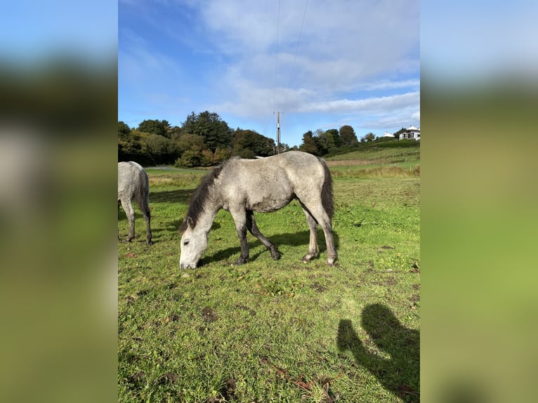 Connemara Caballo castrado 1 año 148 cm Tordo in Donegal