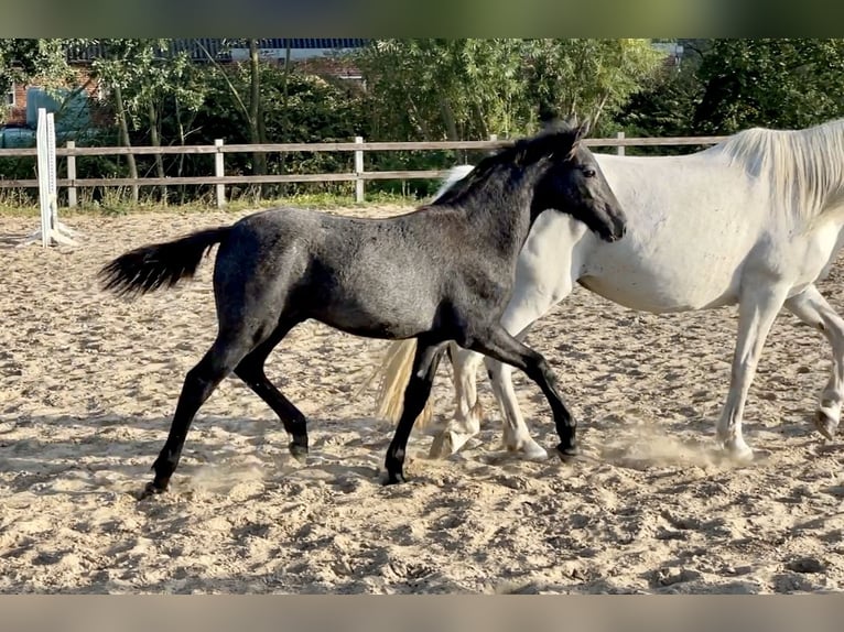 Connemara Caballo castrado 2 años 140 cm Tordo rodado in Osdorf