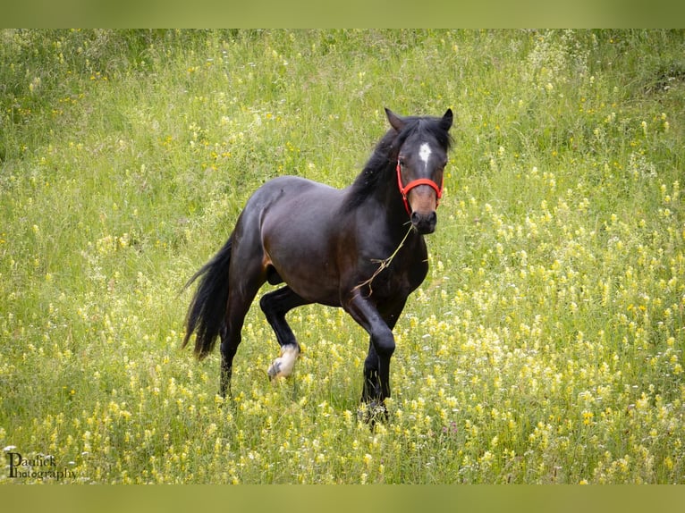 Connemara Caballo castrado 2 años 144 cm Castaño in Burggen