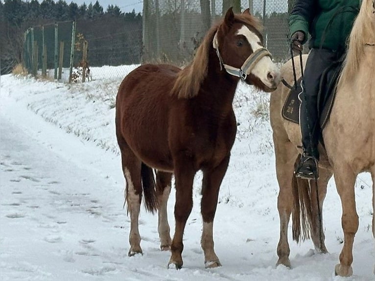 Connemara Mestizo Caballo castrado 2 años 145 cm Alazán in Mudau