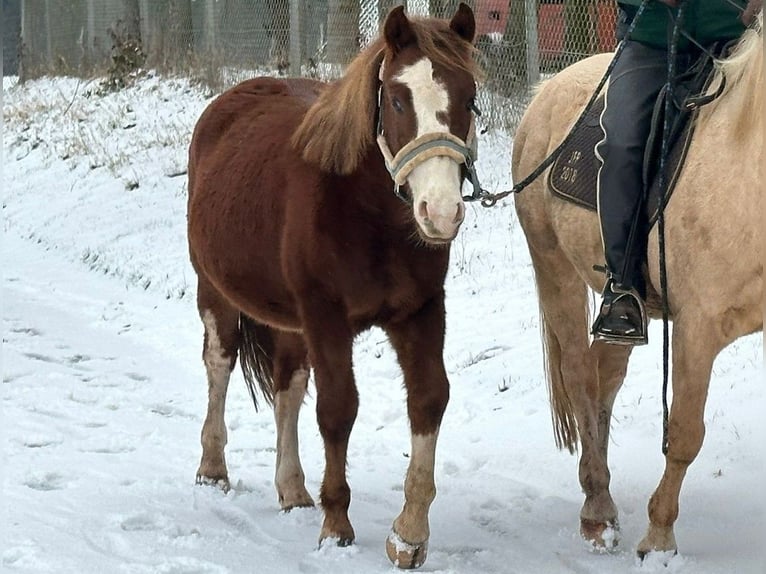 Connemara Mestizo Caballo castrado 2 años 145 cm Alazán in Mudau