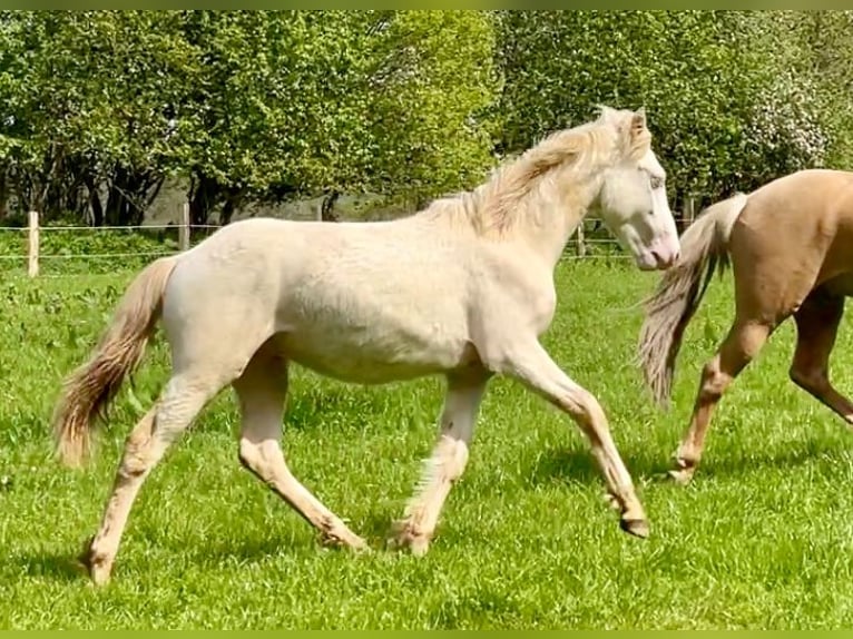 Connemara Caballo castrado 2 años 145 cm Perlino in Osdorf