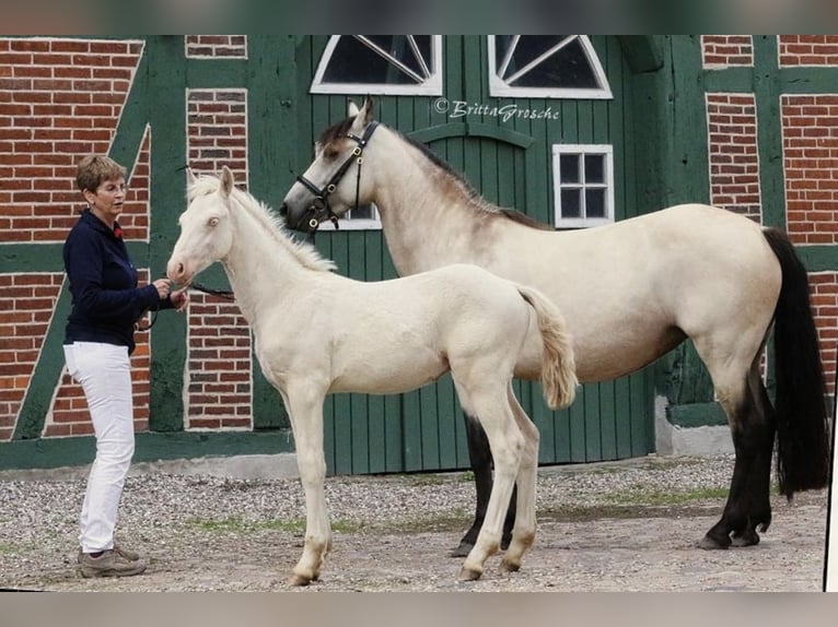 Connemara Caballo castrado 2 años 145 cm Perlino in Osdorf