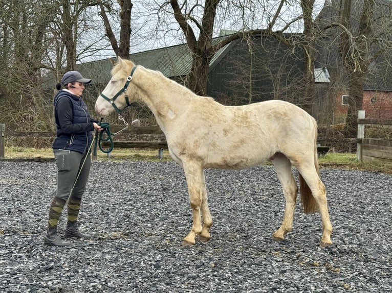 Connemara Caballo castrado 2 años 145 cm Perlino in Osdorf