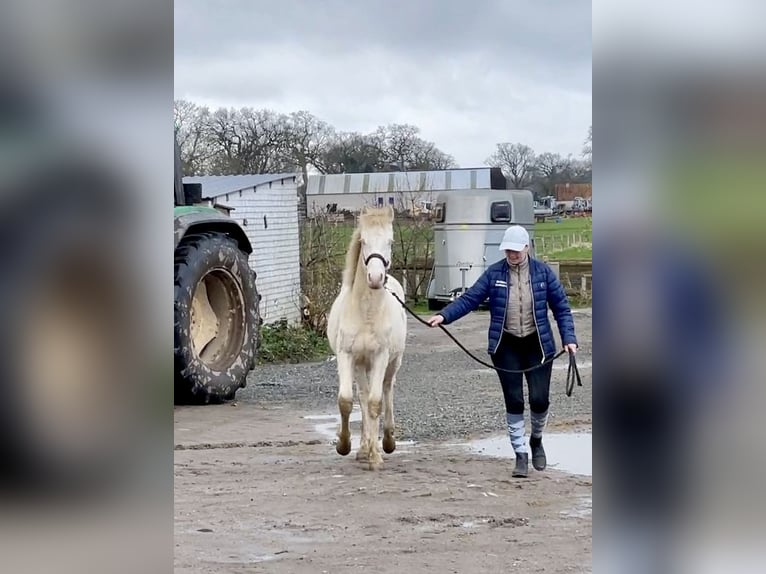 Connemara Caballo castrado 2 años 145 cm Perlino in Osdorf