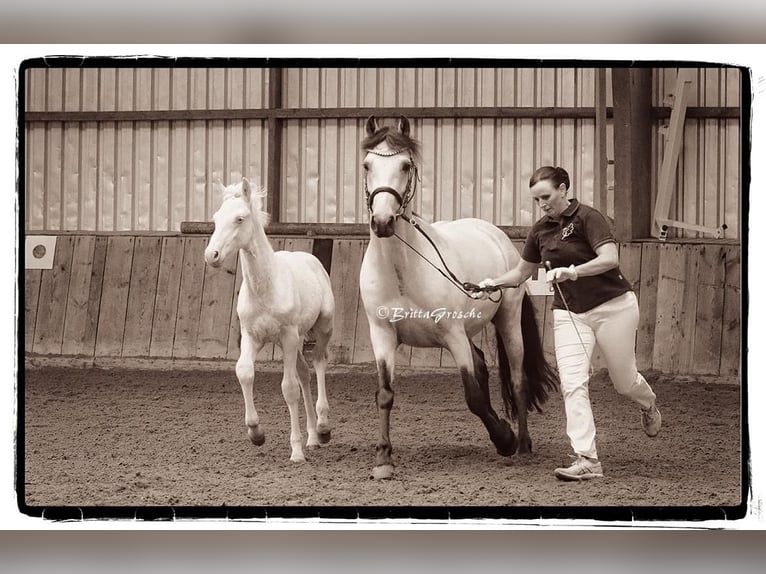 Connemara Caballo castrado 2 años 145 cm Perlino in Osdorf