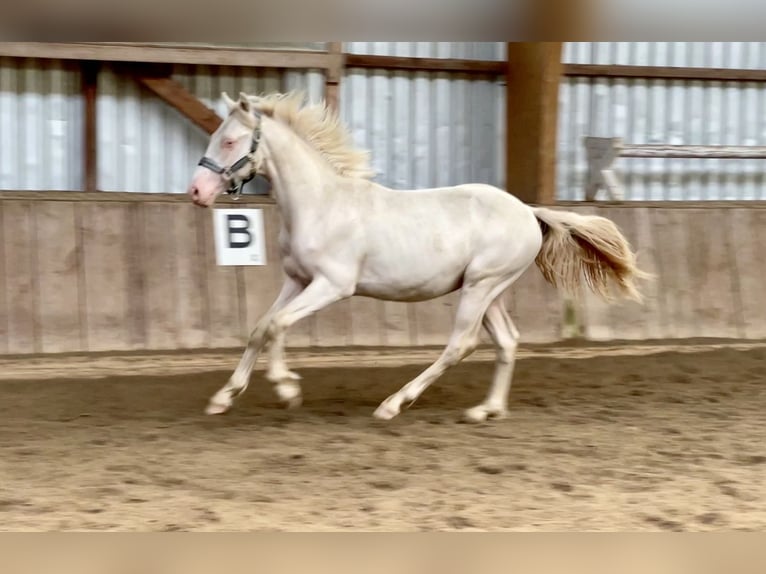 Connemara Caballo castrado 2 años 145 cm Perlino in Osdorf