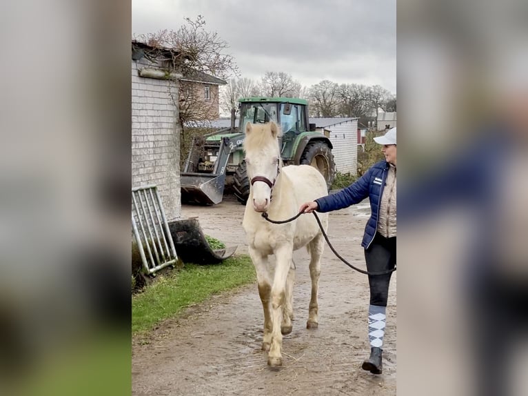 Connemara Caballo castrado 2 años 145 cm Perlino in Osdorf