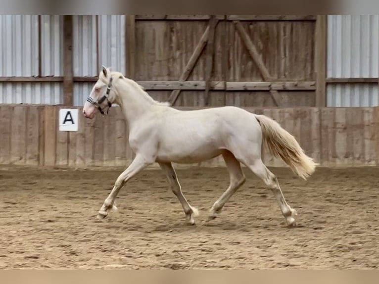 Connemara Caballo castrado 2 años 145 cm Perlino in Osdorf