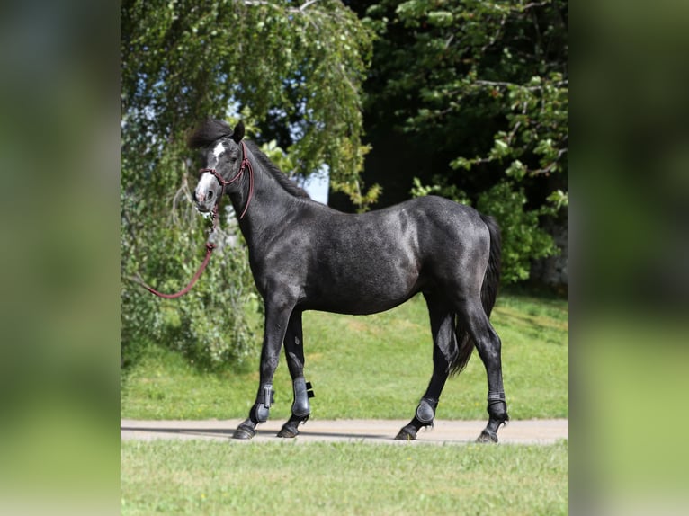 Connemara Caballo castrado 2 años 145 cm Tordillo negro in Dachsberg