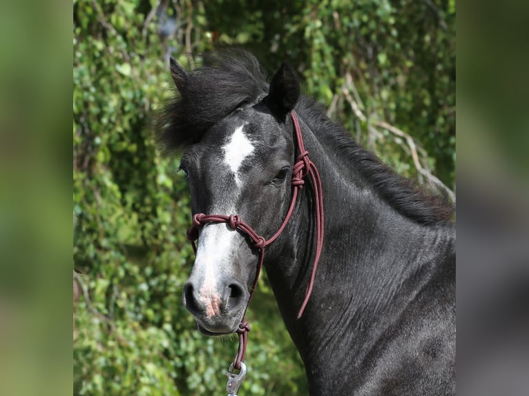 Connemara Caballo castrado 2 años 145 cm Tordillo negro in Dachsberg