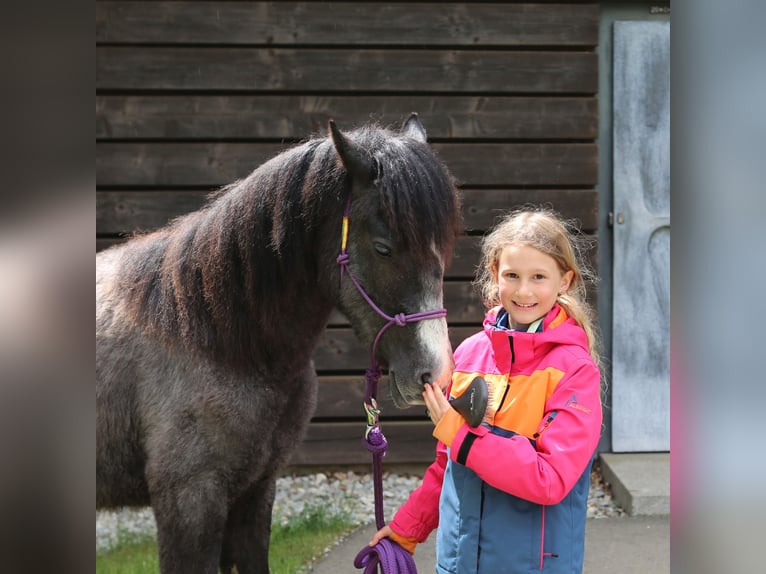 Connemara Caballo castrado 2 años 145 cm Tordillo negro in Dachsberg