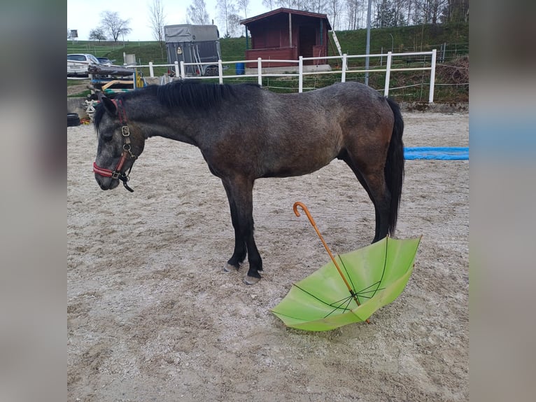 Connemara Caballo castrado 2 años 145 cm Tordo in Handenberg