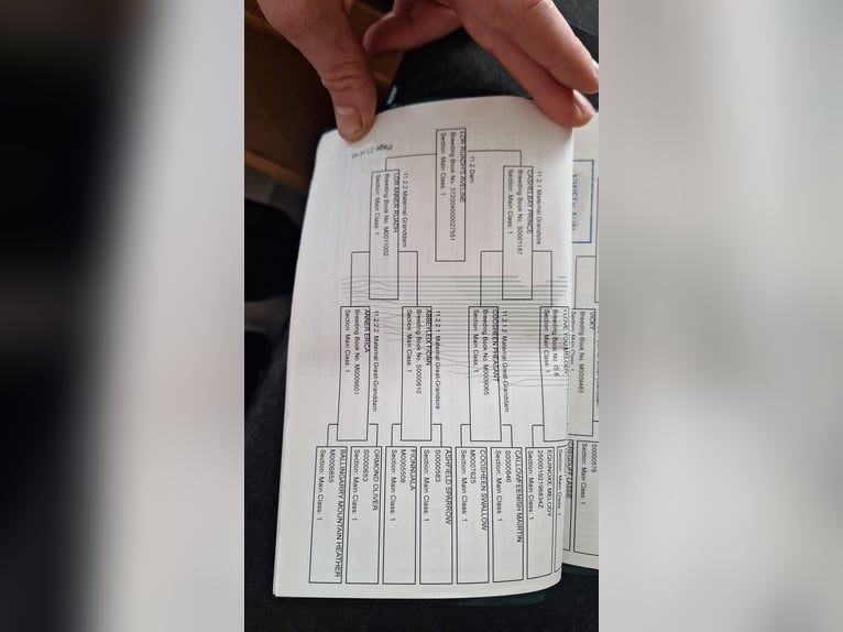 Connemara Caballo castrado 2 años 145 cm White/Blanco in Kenmare