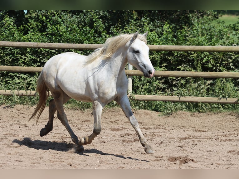 Connemara Caballo castrado 2 años 147 cm Tordo in Greding