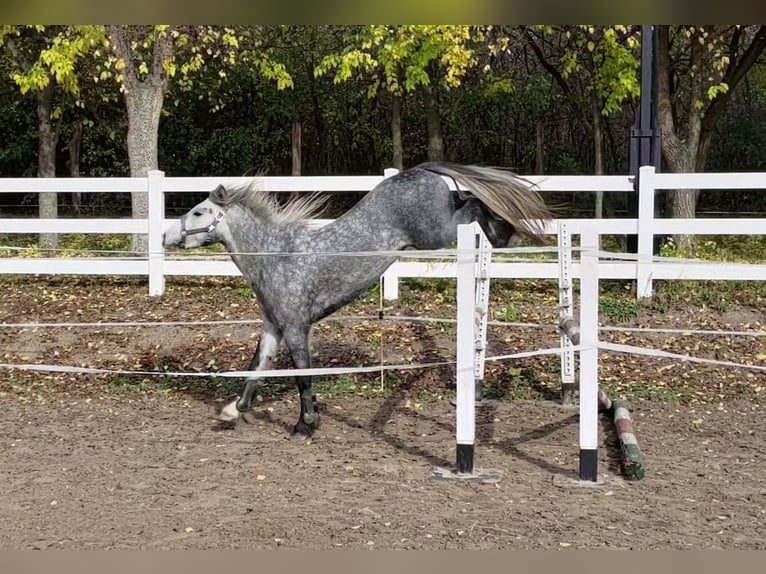 Connemara Mestizo Caballo castrado 3 años 138 cm Tordo in Csömör