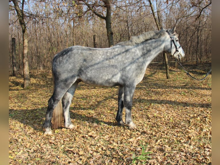 Connemara Mestizo Caballo castrado 3 años 138 cm Tordo in Csömör