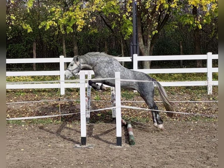 Connemara Mestizo Caballo castrado 3 años 138 cm Tordo in Csömör