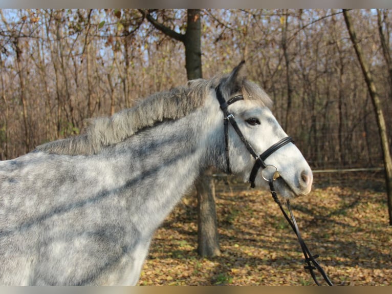 Connemara Mestizo Caballo castrado 3 años 138 cm Tordo in Csömör