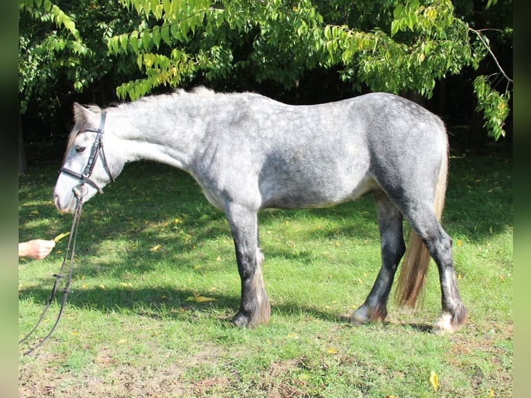 Connemara Mestizo Caballo castrado 3 años 138 cm Tordo in Csömör